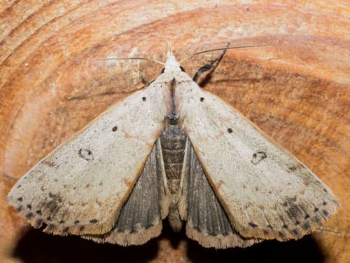 Deadwood Borer Moth