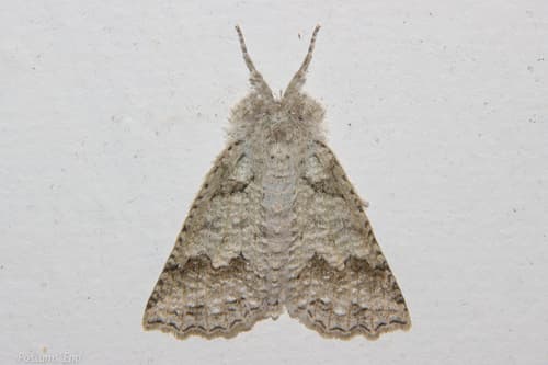 White-tipped Declana