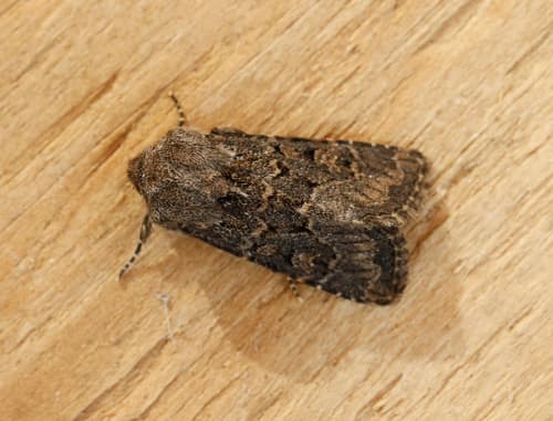 Deep-brown Dart