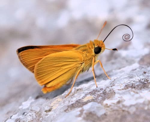 Delaware Skipper
