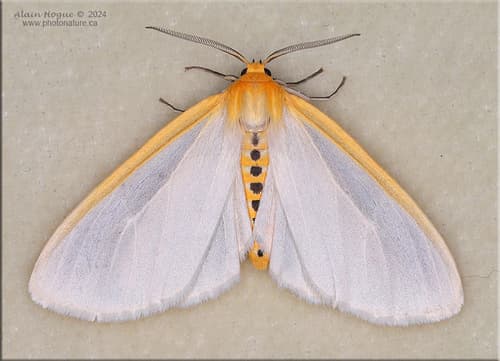 Delicate Cycnia Moth