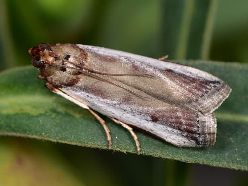 Denticera divisella