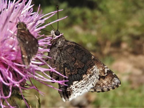 Desert Cloudywing
