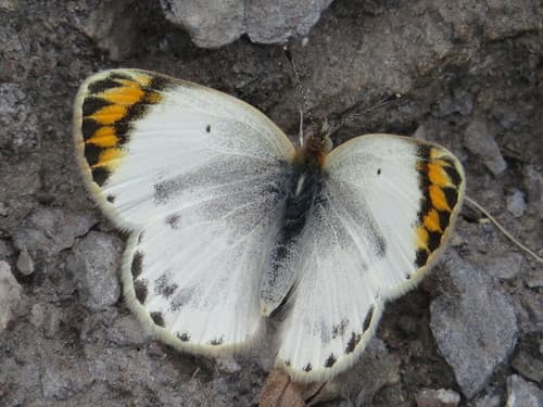 Desert Orange Tip