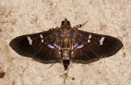 Deplorable Desmia Moth
