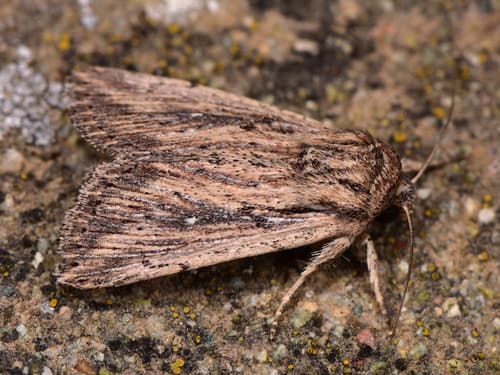 Devonshire Wainscot