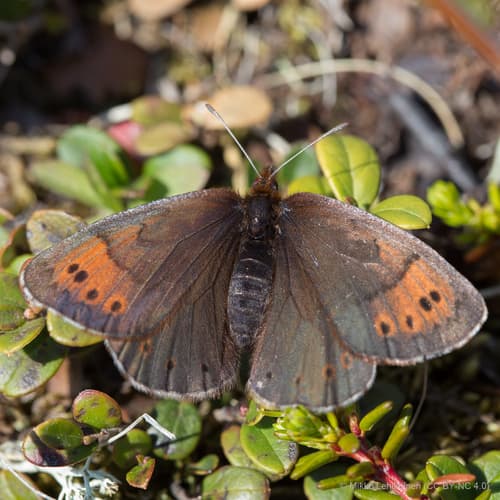 Dewy Ringlet