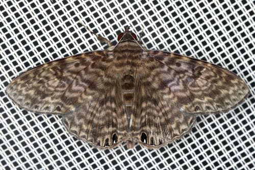 Dialithis gemmifera