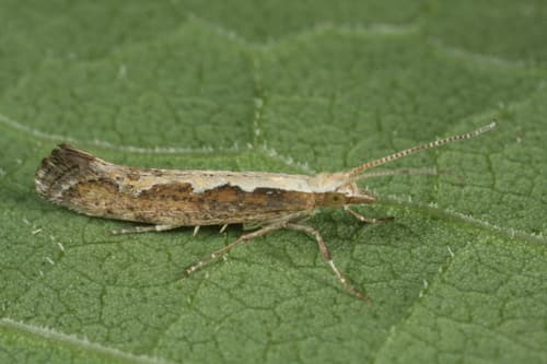 Diamondback Moth