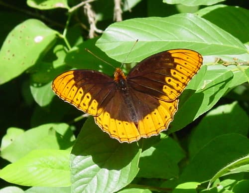 Diana Fritillary