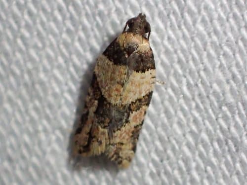 Dichelia clarana
