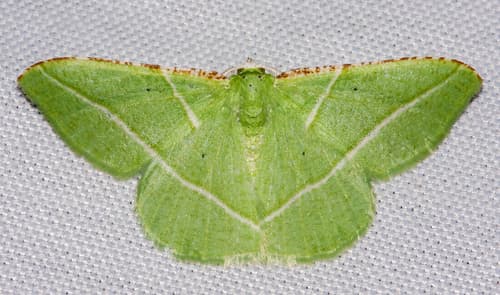 Rectangular Dichorda