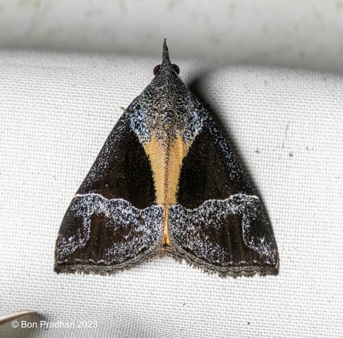 No common name found