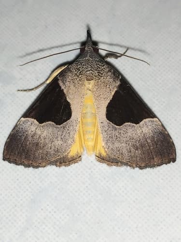 Dichromia Snout Moth