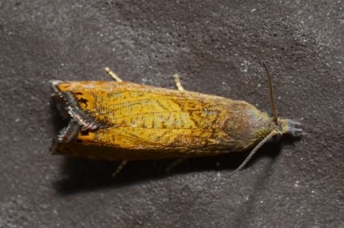 Dichrorampha bittana