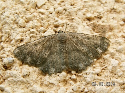 Dicrognophos sartata