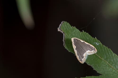 Taiwanese Diduga Moth