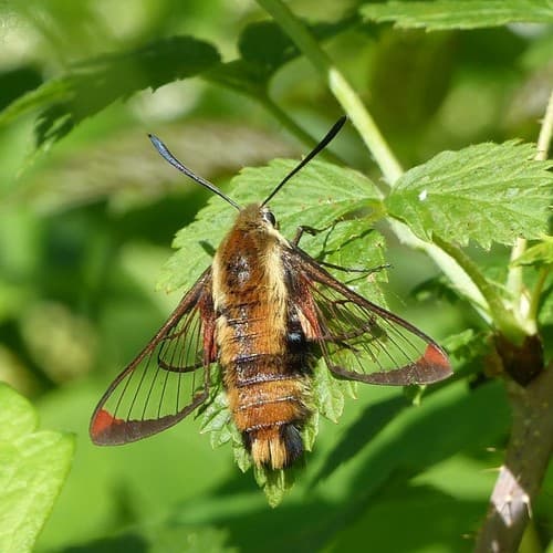 Diervilla Clearwing