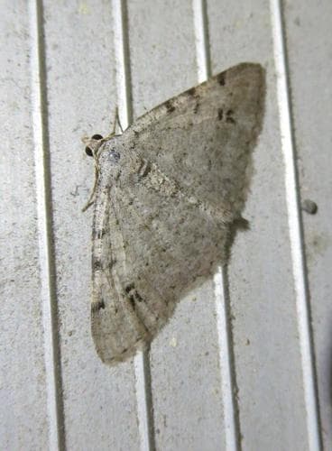 Pale-winged Digrammia