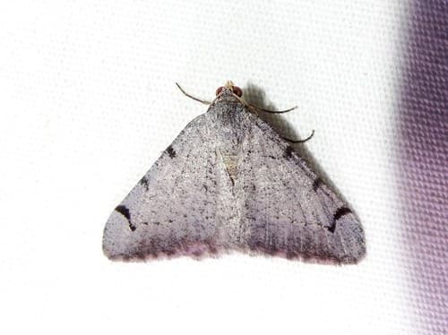 Triple-spotted Digrammia