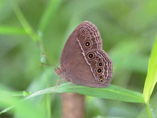 Dingy Bushbrown