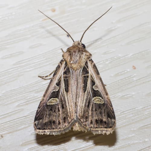 Dingy Cutworm Moth