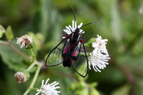 Red-banded Wasp Moth