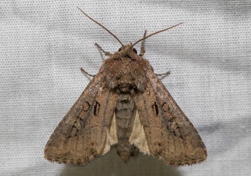 Dock Rustic Moth