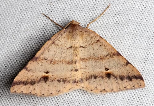 Dodonaea Moth