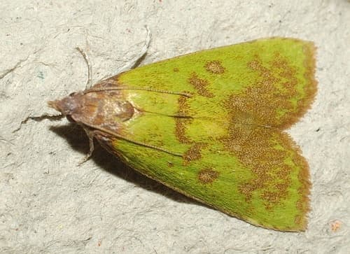 Green Snout Moth