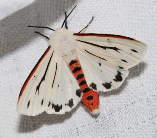 Donovan's Tiger Moth