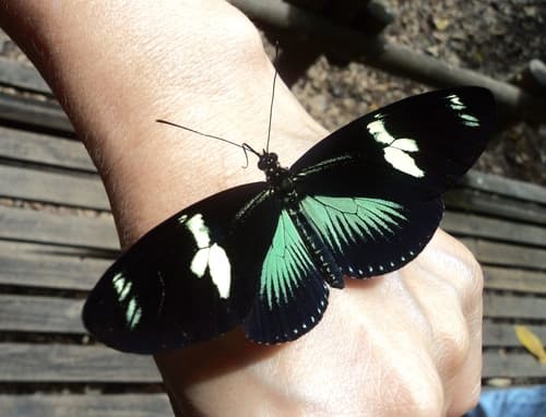 Doris Longwing