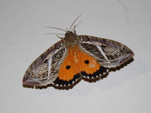 Dot-underwing Moth