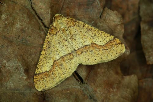 Dotted Border Moth