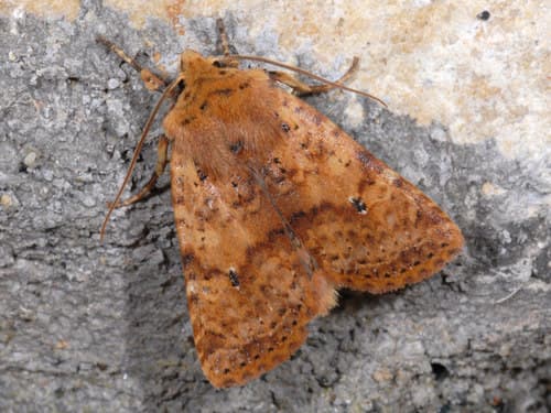 Dotted Chestnut
