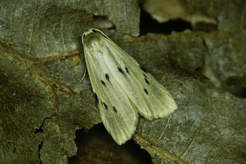 Dotted Footman