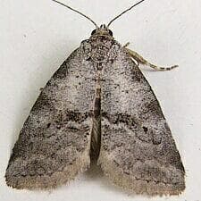 Dotted Graylet