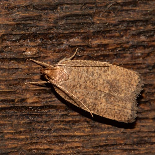 Dotted Leaftier Moth
