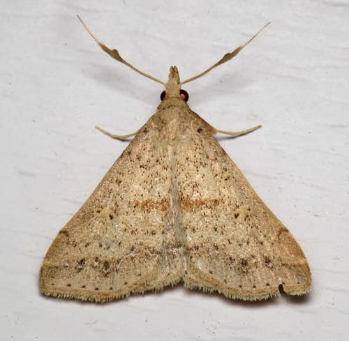 Dotted Renia Moth
