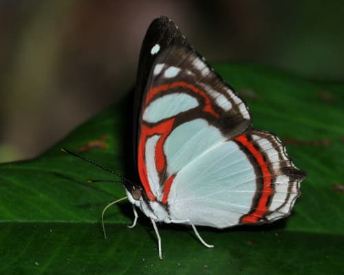 Double-banded Banner