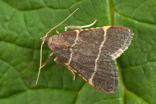 Double-striped Tabby