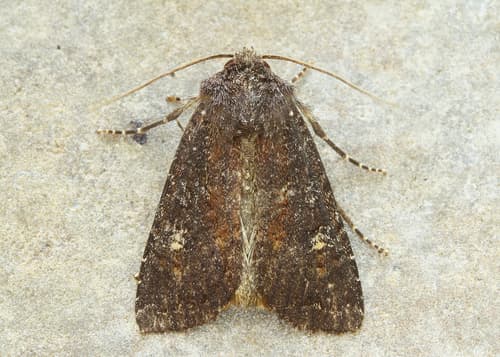 Doubtful Apamea Moth