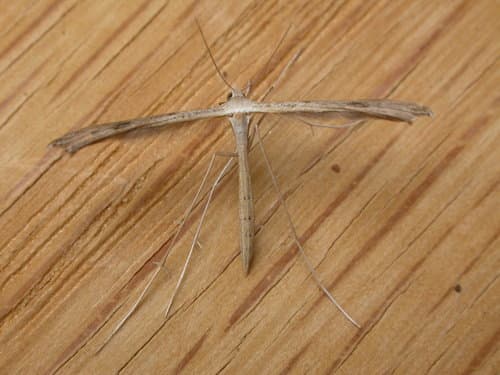 Dowdy Plume Moth