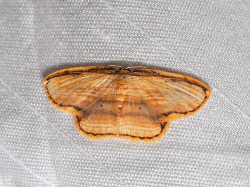 Cream-bordered Thorns