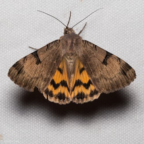 Ochraceous Drasteria