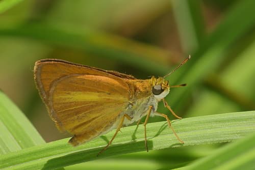 Dukes' Skipper