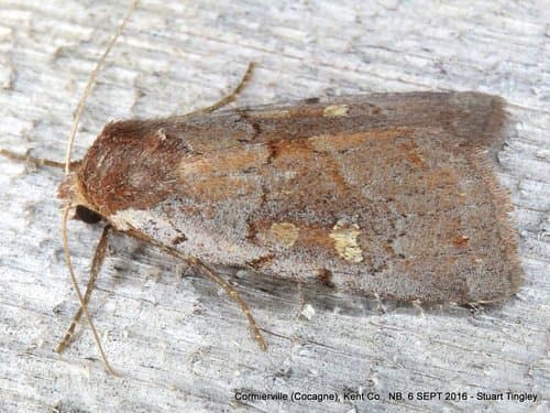 Dull Reddish Dart