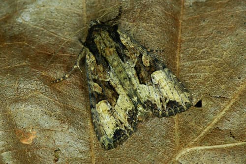 Dusky Brocade