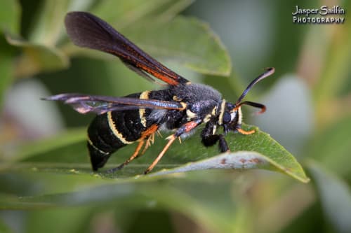 Dusky Clearwing Moth