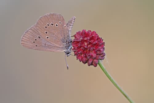Dusky Large Blue